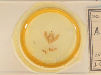 slide view of adult Acronicta impleta