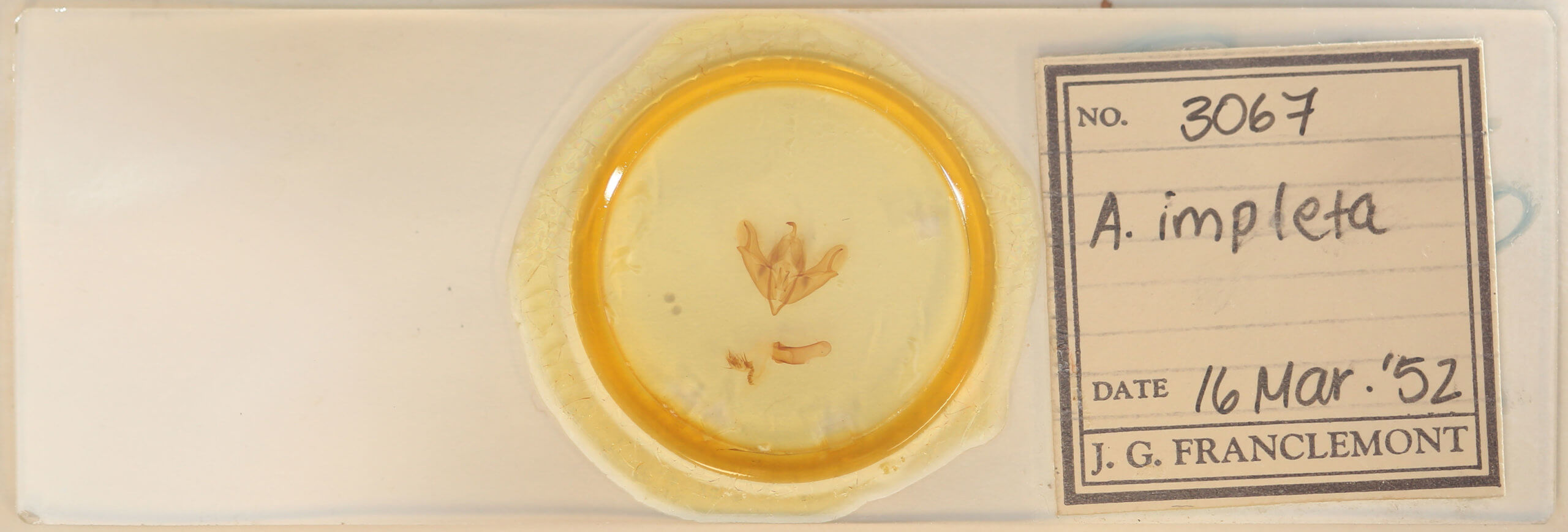 slide view of adult Acronicta impleta