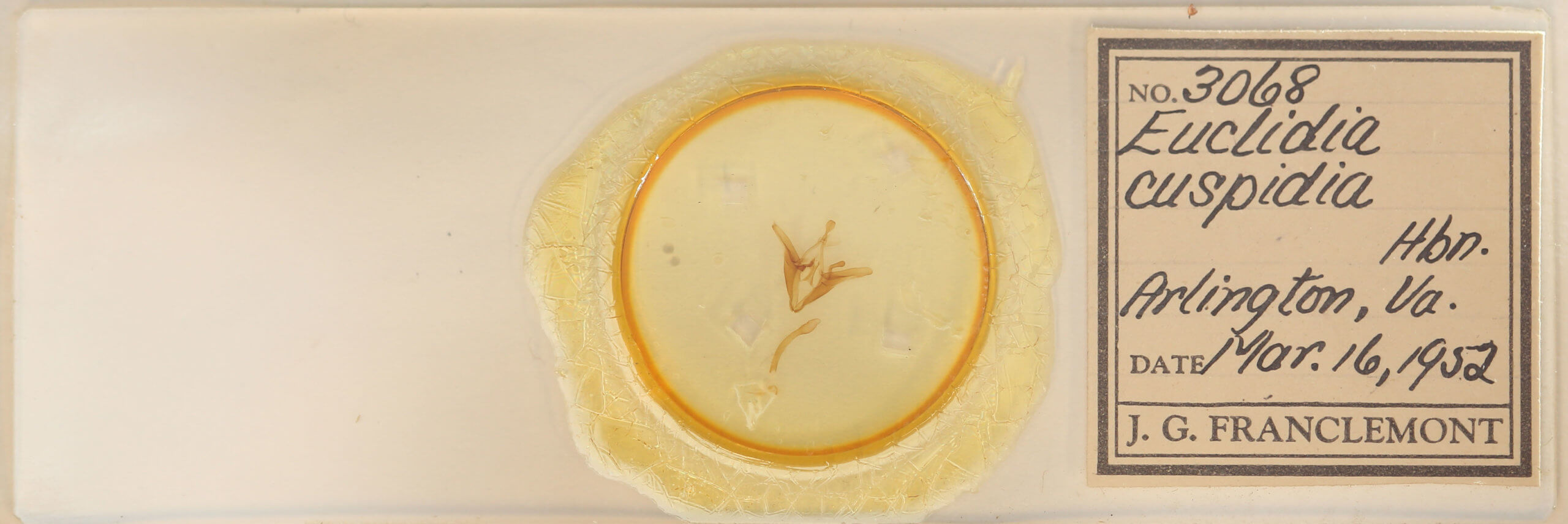 slide view of adult Euclidia cuspidea