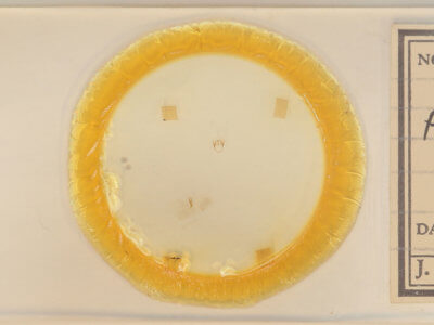 slide view of adult Pagara simplex