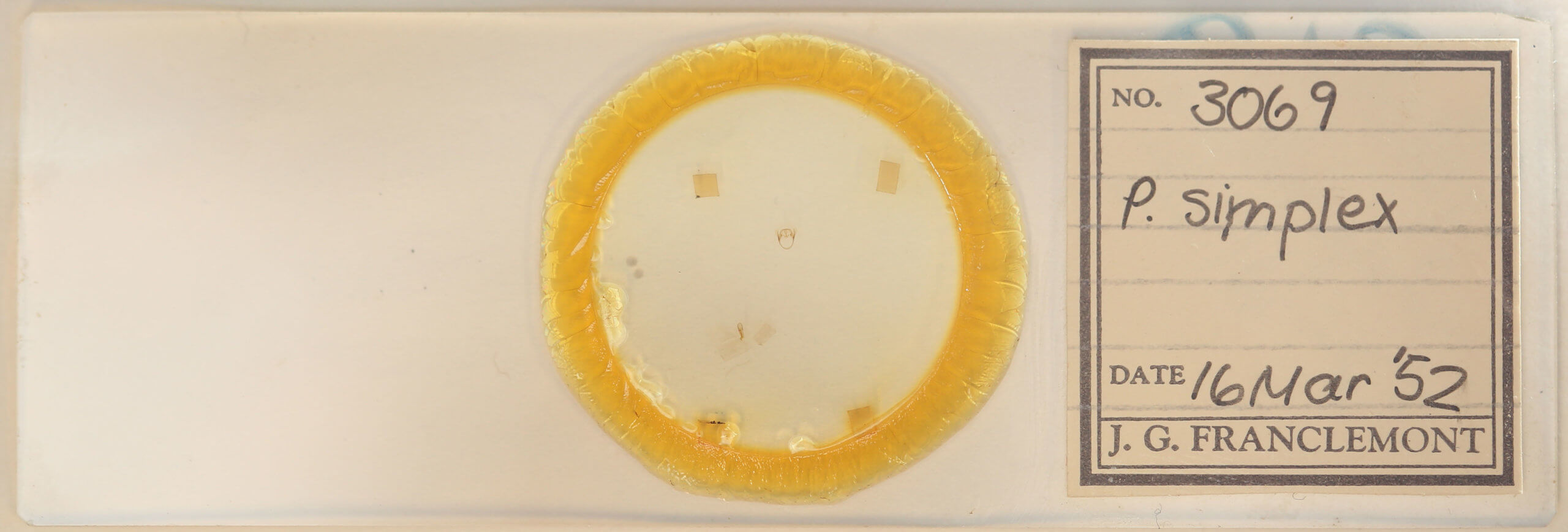 slide view of adult Pagara simplex