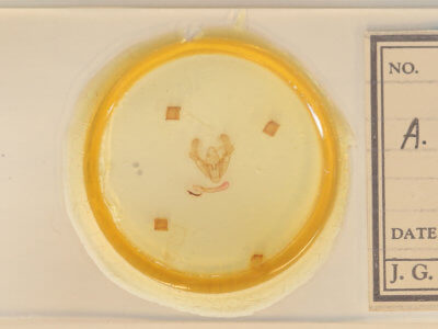 slide view of adult Athetis tarda