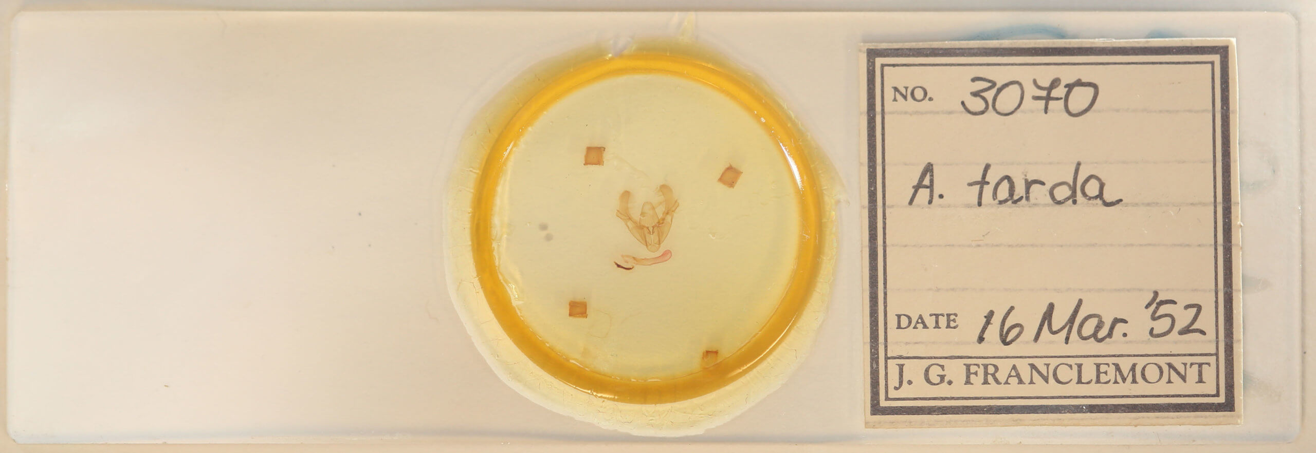 slide view of adult Athetis tarda