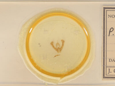 slide view of adult Pseudorthodes vecors