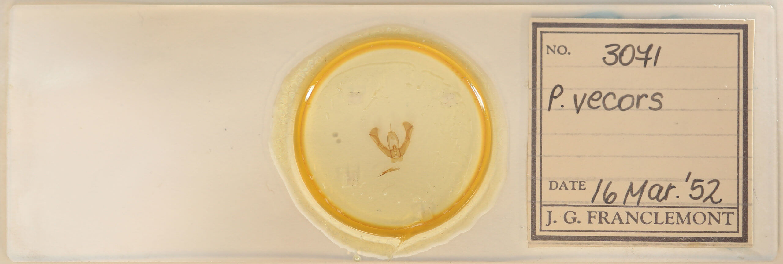 slide view of adult Pseudorthodes vecors