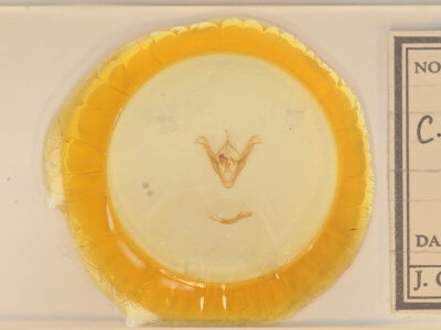 slide view of adult Celiptera frustulum