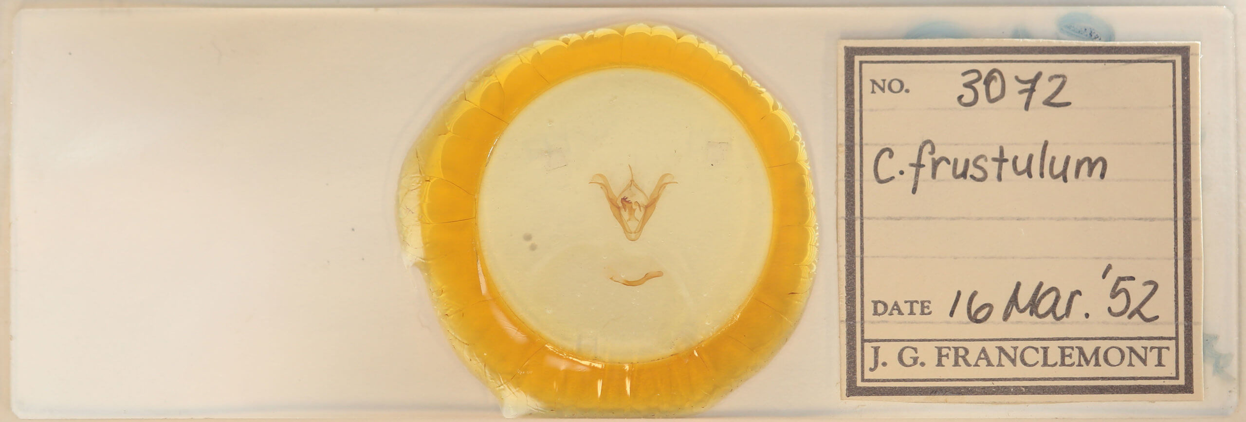 slide view of adult Celiptera frustulum