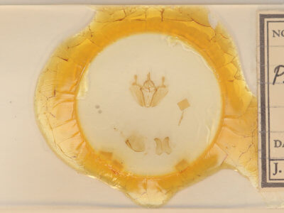 slide view of adult Pero ancetaria