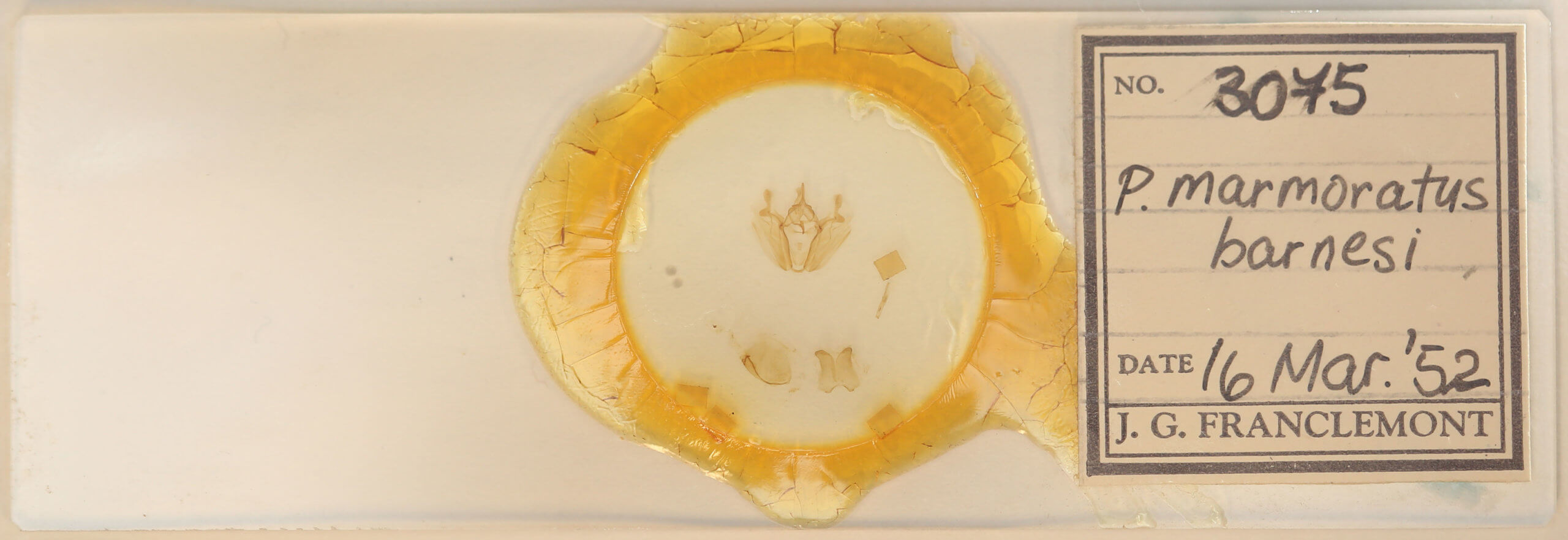 slide view of adult Pero ancetaria