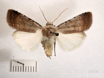 dorsal view of adult Anicla illapsa