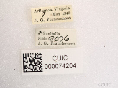 label view of Anicla illapsa