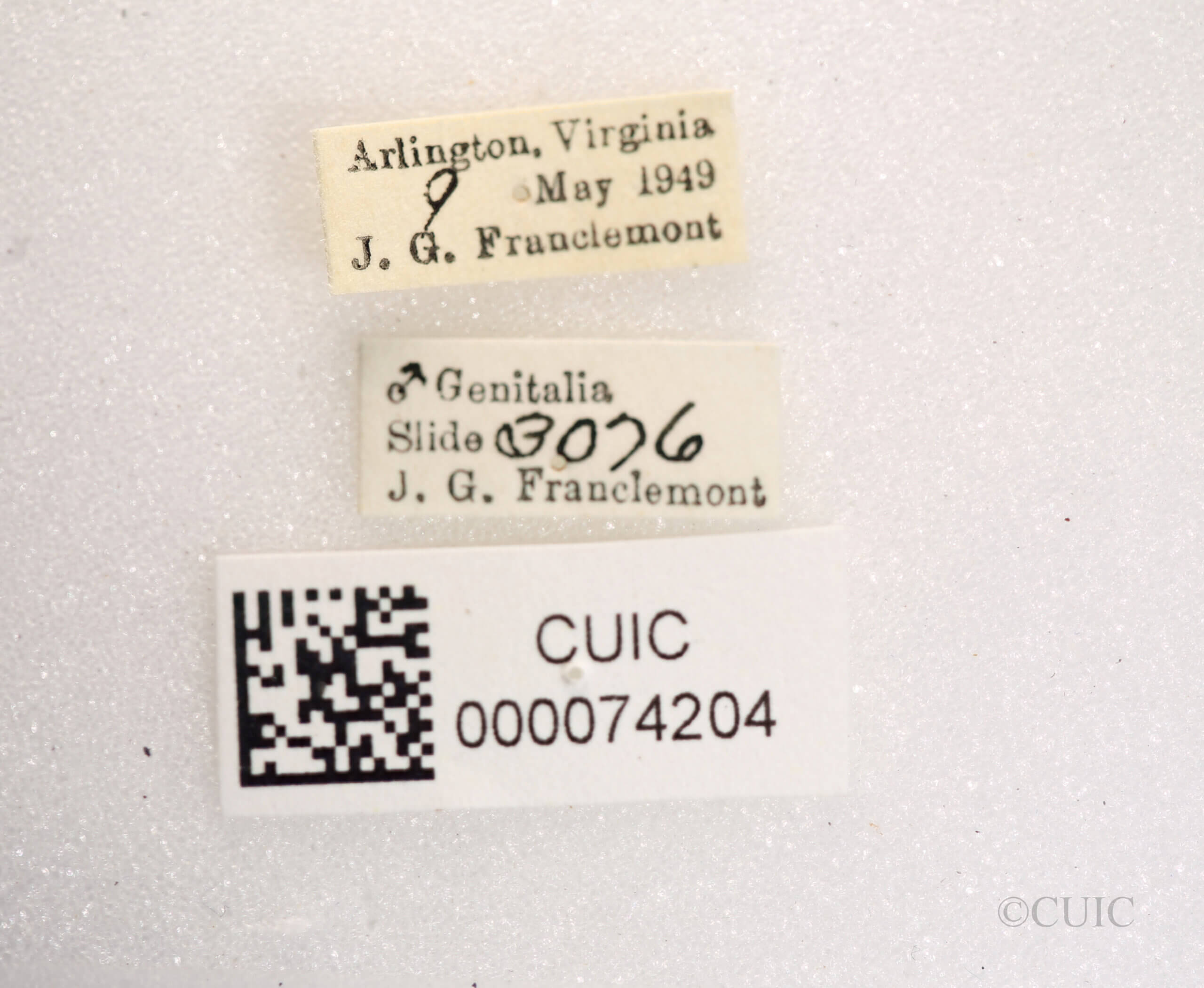 label view of Anicla illapsa