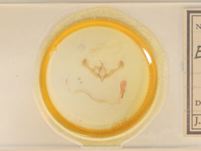 slide view of adult Anicla illapsa