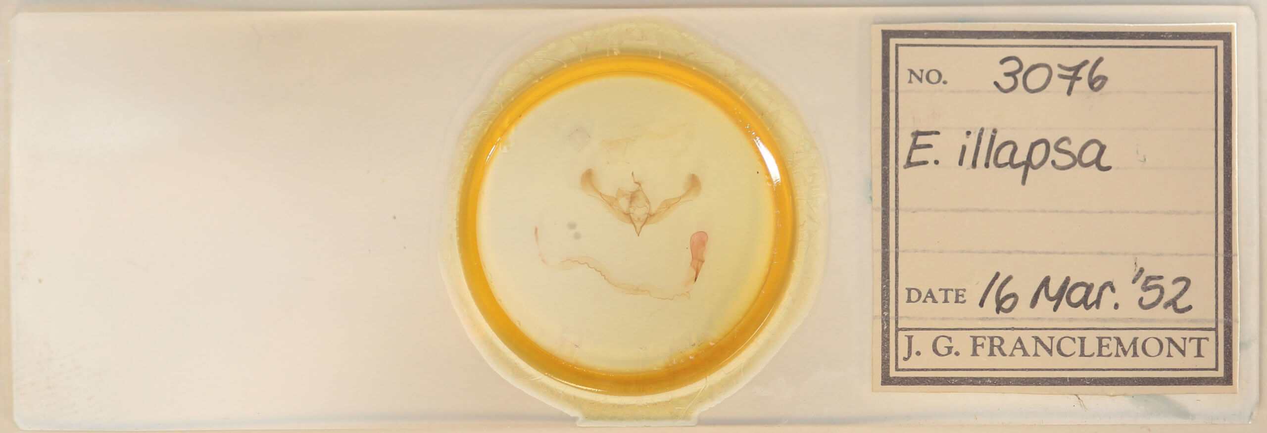 slide view of adult Anicla illapsa