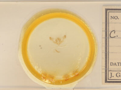 slide view of adult Chytonix palliatricula