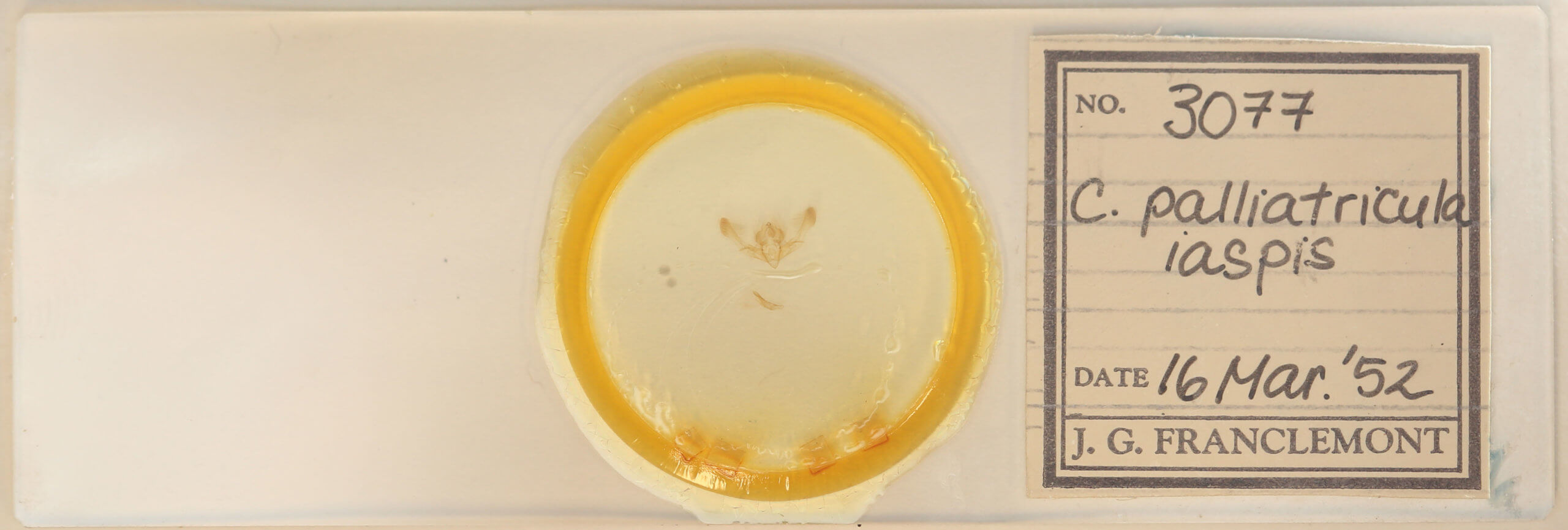 slide view of adult Chytonix palliatricula