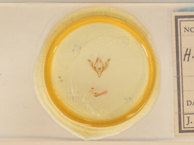 slide view of adult Hadena capsularis