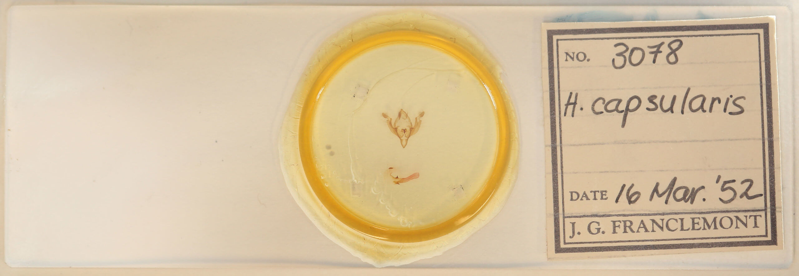 slide view of adult Hadena capsularis