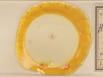 slide view of adult Hypagyrtis unipunctata