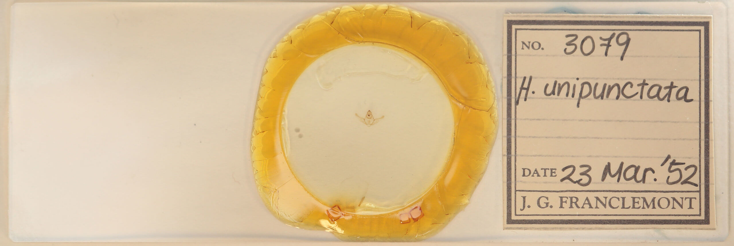 slide view of adult Hypagyrtis unipunctata