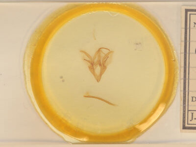 slide view of adult Catocala illecta