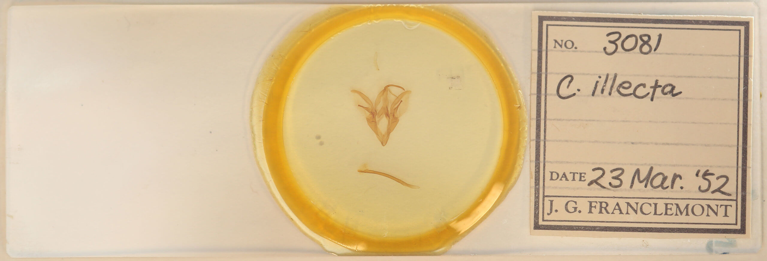 slide view of adult Catocala illecta