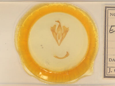 slide view of adult Euparthenos nubilis