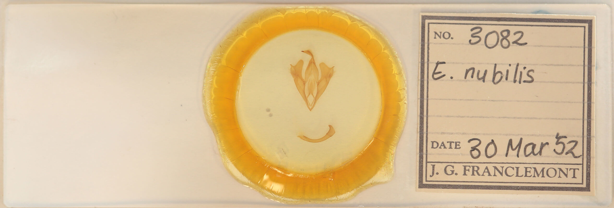 slide view of adult Euparthenos nubilis