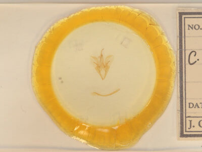 slide view of adult Catocala pretiosa