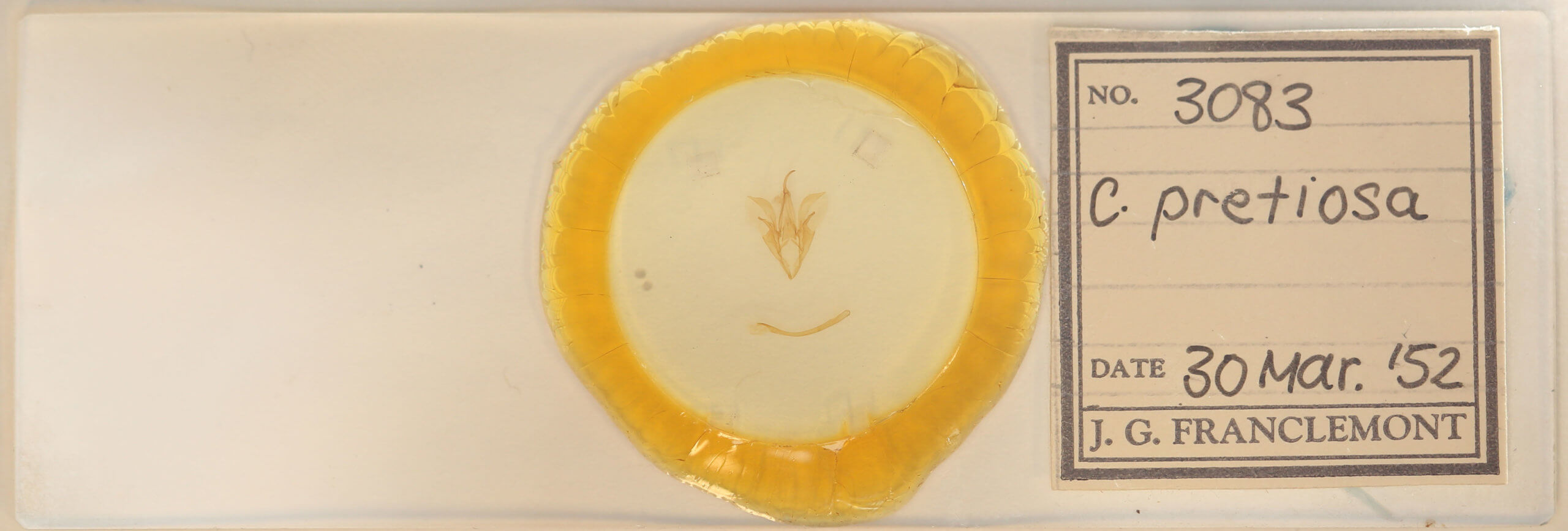 slide view of adult Catocala pretiosa