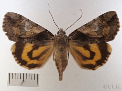 dorsal view of adult Catocala pretiosa