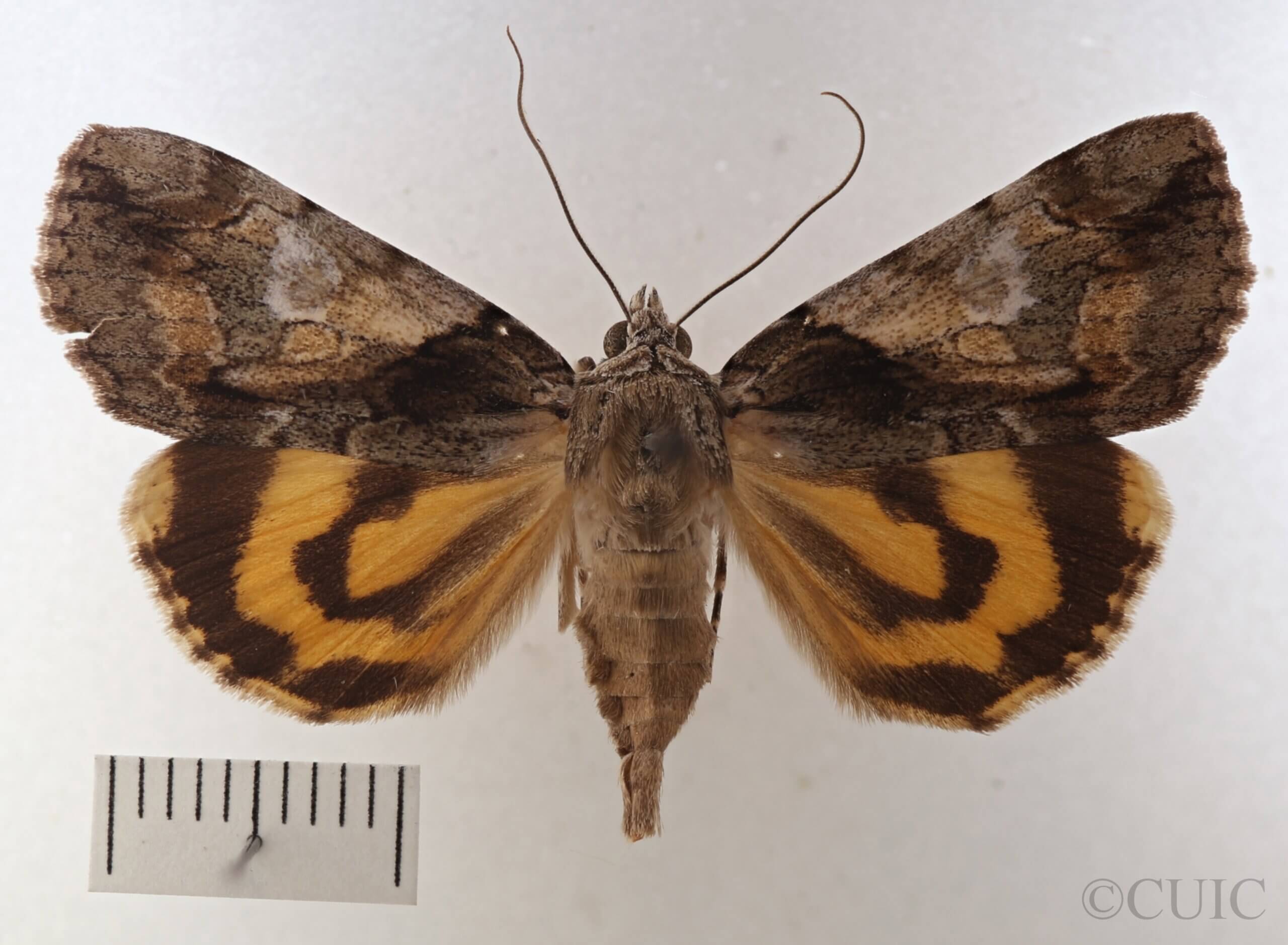 dorsal view of adult Catocala pretiosa