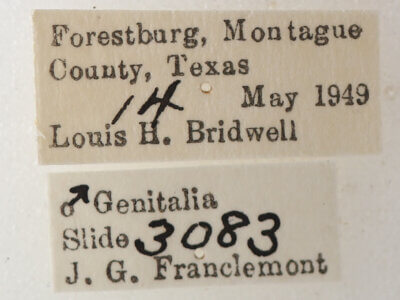 label view of adult Catocala pretiosa