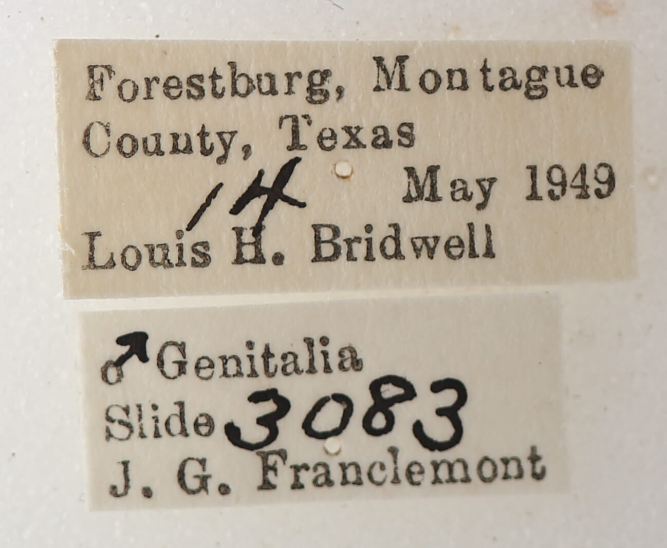 label view of adult Catocala pretiosa