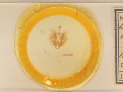 slide view of adult Leucania ursula