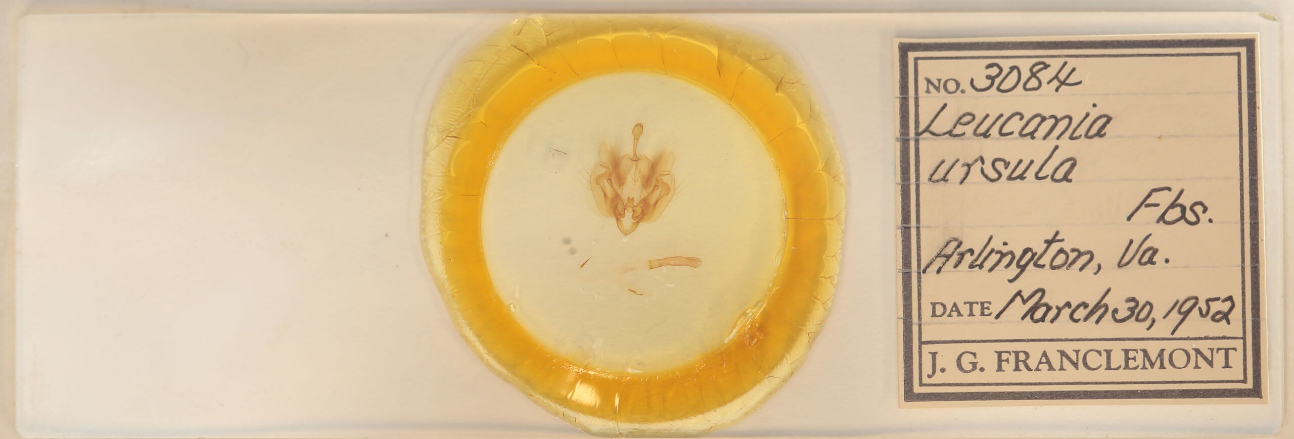 slide view of adult Leucania ursula