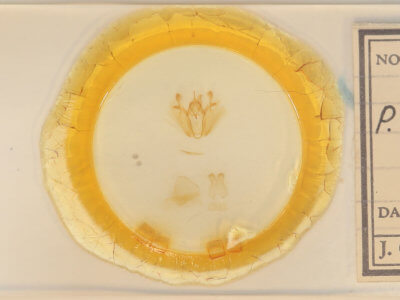 slide view of adult Pero ancetaria