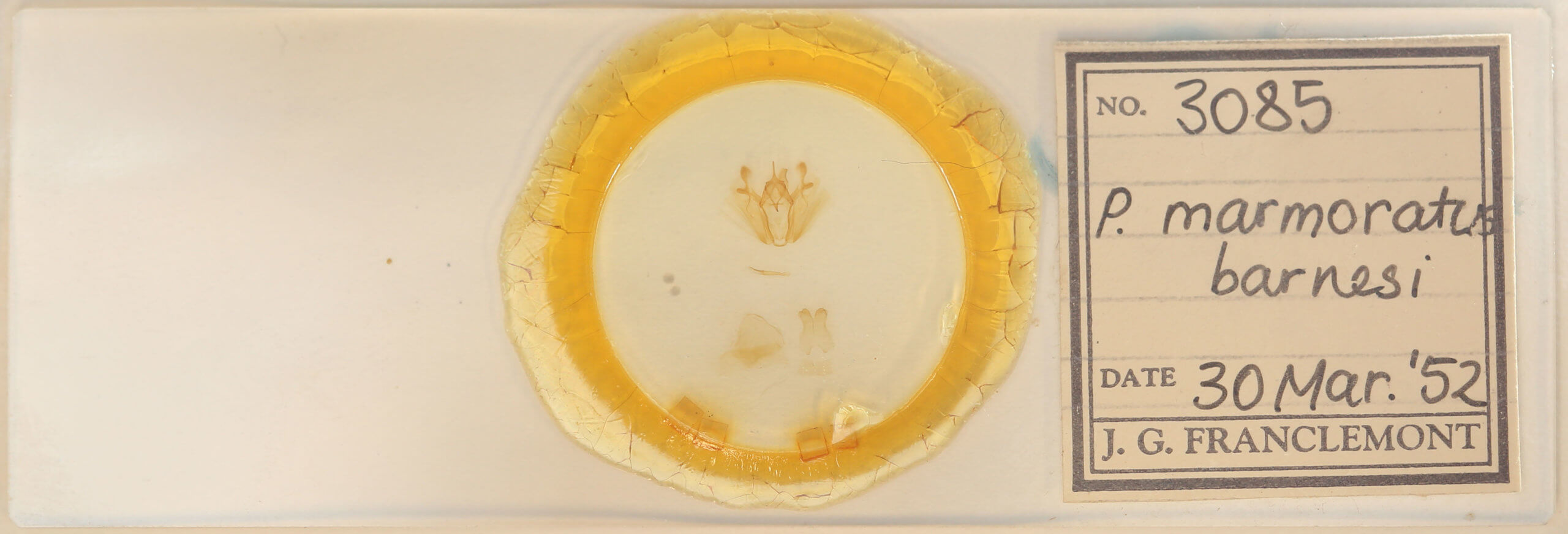 slide view of adult Pero ancetaria