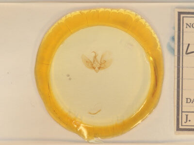 slide view of adult Leuconycta diphteroides