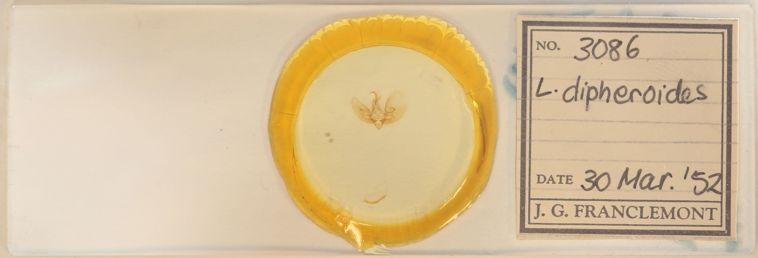 slide view of adult Leuconycta diphteroides