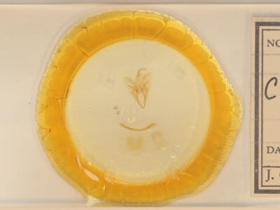 slide view of adult Catocala pretiosa