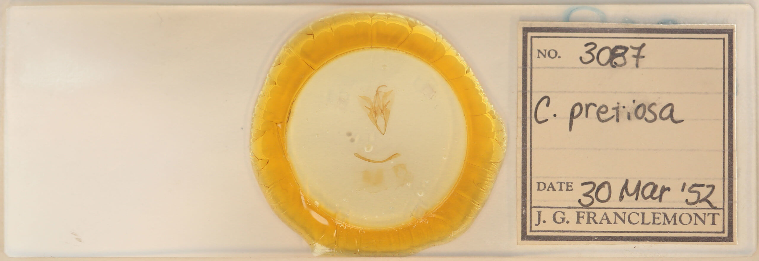 slide view of adult Catocala pretiosa