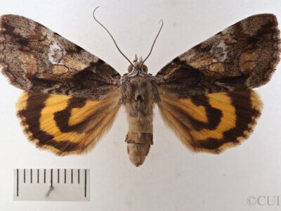 dorsal view of adult Catocala pretiosa