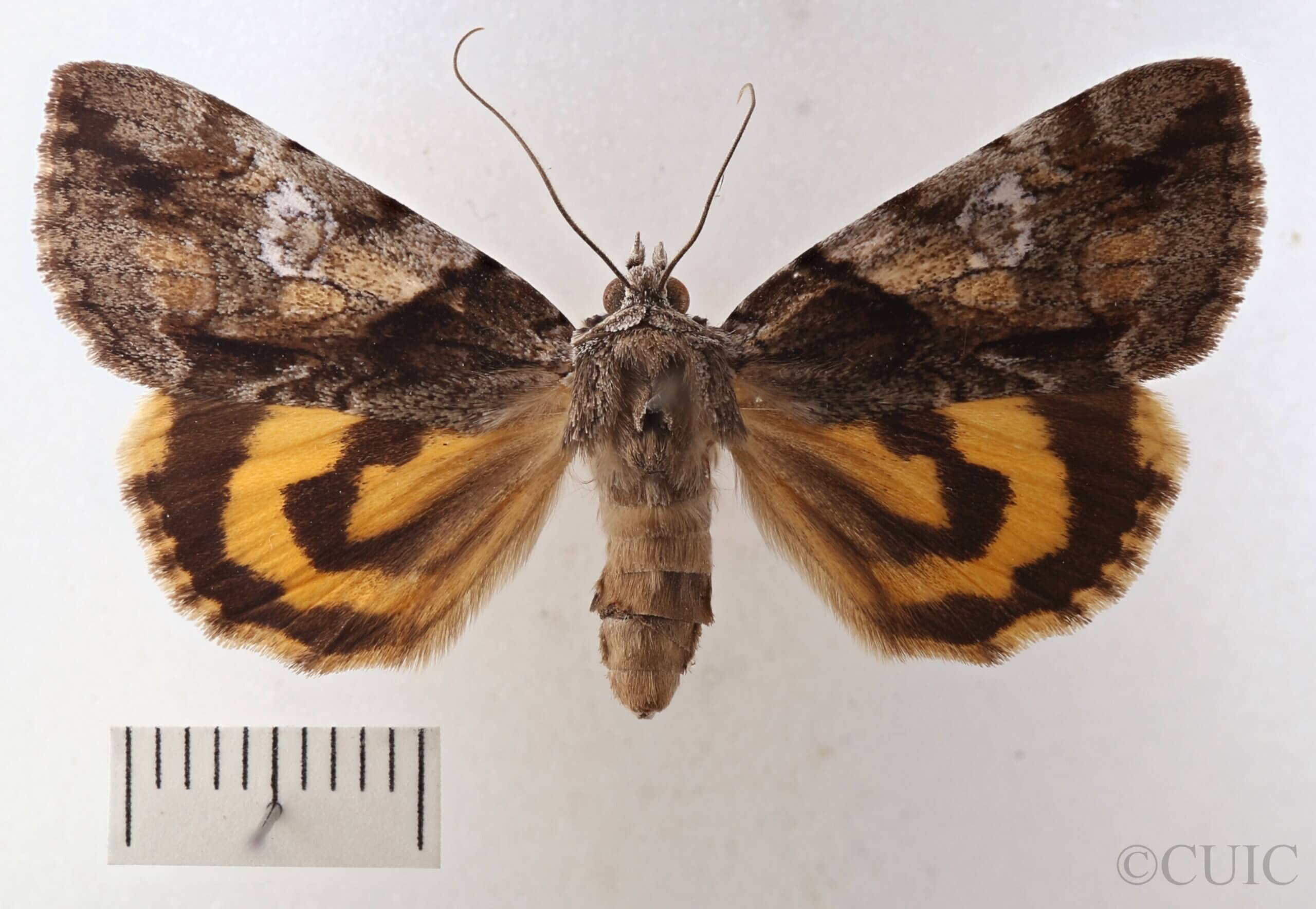 dorsal view of adult Catocala pretiosa