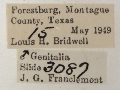 label view of adult Catocala pretiosa