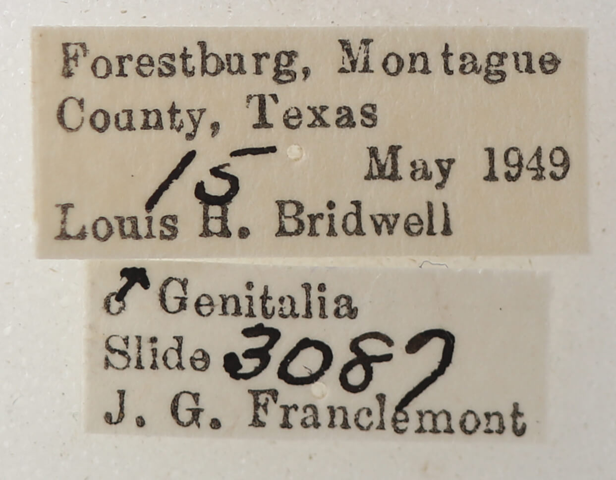 label view of adult Catocala pretiosa