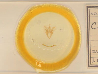 slide view of adult Catocala pretiosa