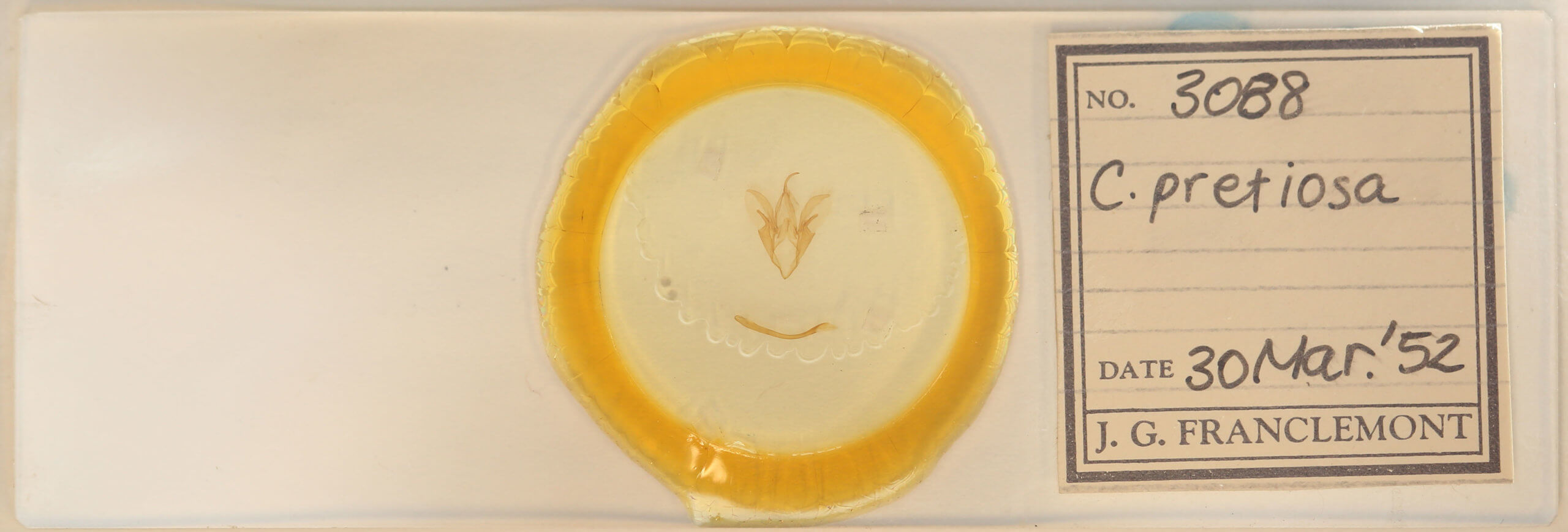 slide view of adult Catocala pretiosa