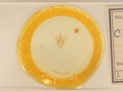 slide view of adult Catocala pretiosa