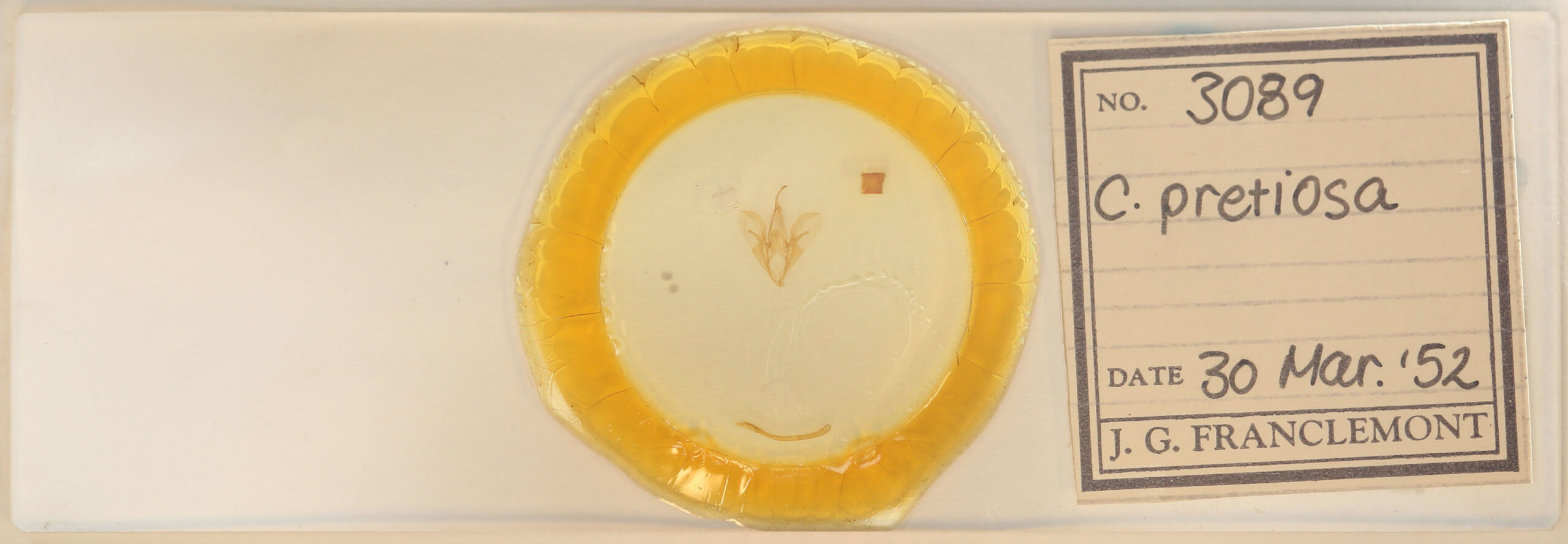 slide view of adult Catocala pretiosa